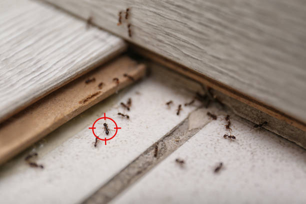 Best Pest Control Near Me  in Wolf Trap, VA