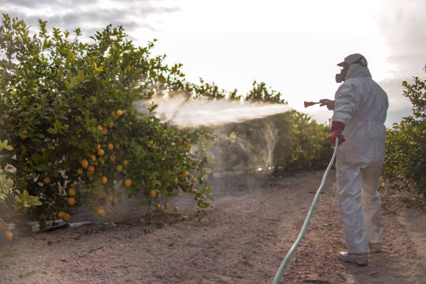 Best Termite Control Services  in Wolf Trap, VA