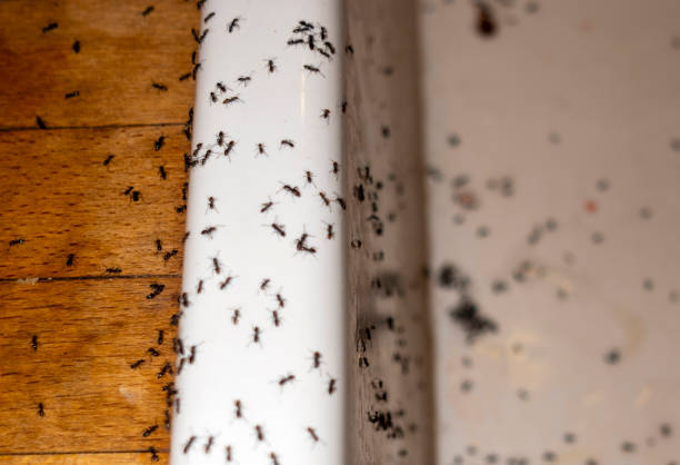 Best Pest Inspection Near Me  in Wolf Trap, VA