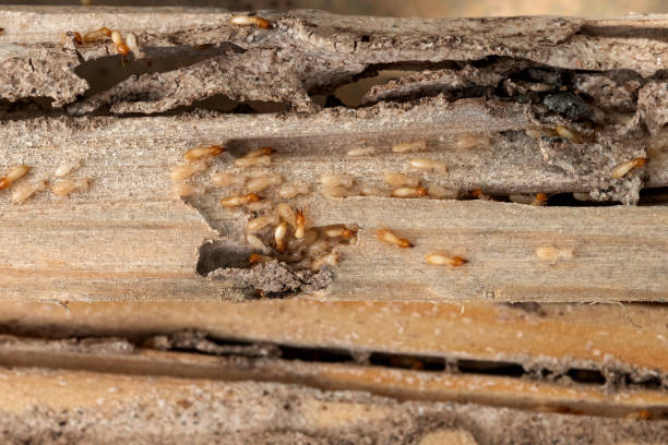 Best Flea Control Services  in Wolf Trap, VA